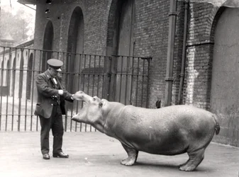 A photograph of Ernie Bowman and Bobbie at London Zoo, 1923